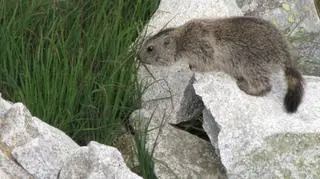 Zwierzęta napotkane w Tatrach (Kontakt24/Agnieszka i Grzegorz)