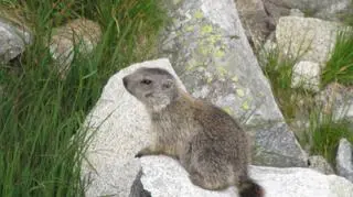 Zwierzęta napotkane w Tatrach (Kontakt24/Agnieszka i Grzegorz)