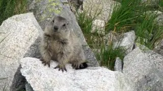 Zwierzęta napotkane w Tatrach (Kontakt24/Agnieszka i Grzegorz)