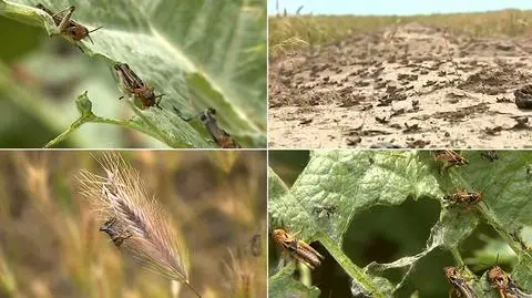 Plaga szarańczy na południu Rosji. Stan wyjątkowy