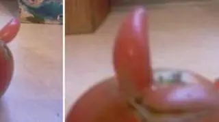 Diabelny pomidor wyrósł na Polskiej ziemi