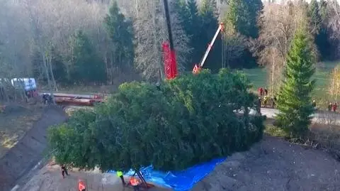 Z ziemi polskiej do włoskiej. Choinka dla papieża wybrana