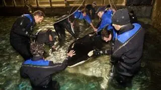 Transport orki Morgan do Hiszpanii