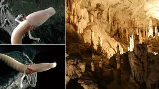 Odmieniec w jaskini Postojna