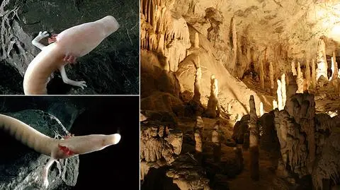 W słoweńskiej jaskini wyklują się "smocze dzieci". Naukowcy liczą na 57 osobników