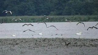 Łężczok jest domem dla ponad 190 gatunków ptaków żyjących w Polsce