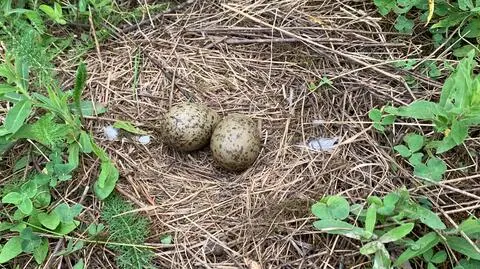 Zagrażała im wysoka woda. Przyrodnicy uratowali kilkaset jaj mewy siwej