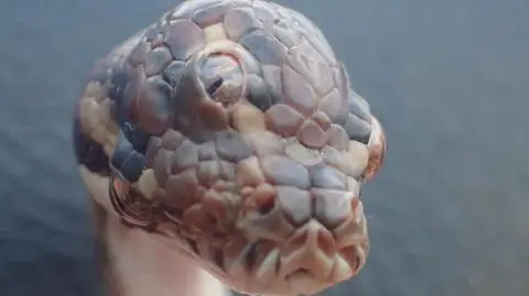 Znaleźli trójokiego pytona. Nazwano go Monthy Python