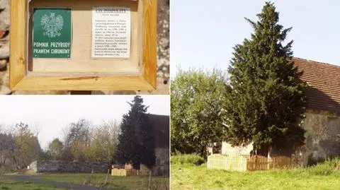 Cis Henrykowski ma ponad 1300 lat