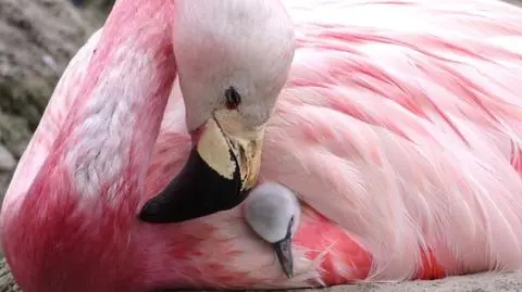Flamingi andyjskie stworzyły rodzinę zastępczą dla piskląt flaminga chilijskiego
