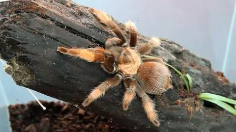 Ptaszniki i skorpiony w Gorzowie Wielkopolskim