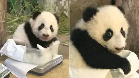 Pandy z Wiednia coraz większe. Kolejne ważenie Fu Feng i Fu Bana