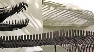 Odkryto skamieniałości dinozaura z przed 80 milionów lat