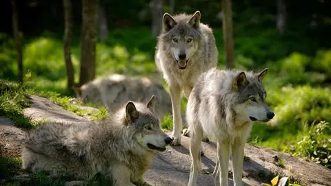 Wilk wzięty za psa wrócił do swoich. Niepewnym krokiem wszedł do lasu