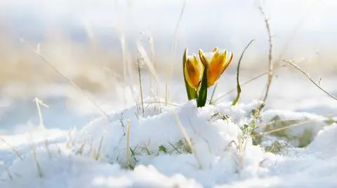 Temperatura sięgnie nawet 9 stopni powyżej zera