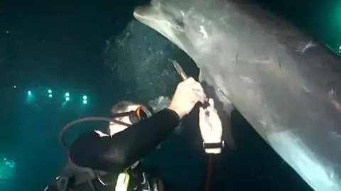 Delfin "poprosił" nurków o pomoc. "To mnie zwaliło z nóg!"
