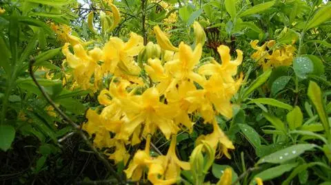 Zobacz jedyne miejsce w Polsce, gdzie kwitną wyjątkowe kwiaty