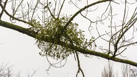 Septoria krystynae. Nowo odkryty grzyb nadzieją na skuteczną walkę z pasożytem polskich lasów