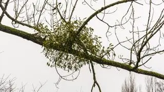 Jemioła pospolita na drzewie