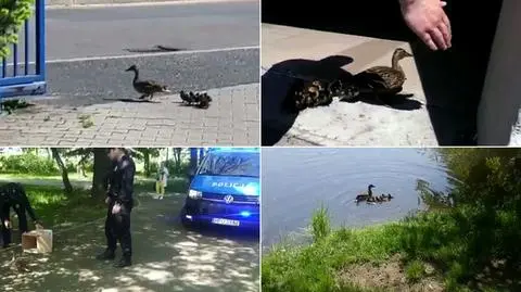 Kacza rodzina skierowana na właściwą drogę