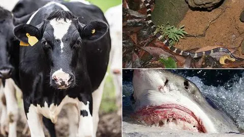 Krowy, węże i rekiny - najgroźniejsze gatunki dla człowieka?