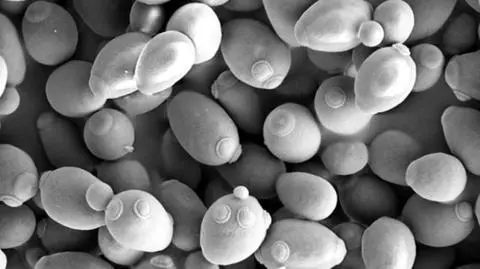 Drożdże szczepu Saccharomyces cerevisiae.