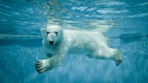 Spragniony towarzystwa niedźwiedź polarny szuka kompana do zabawy