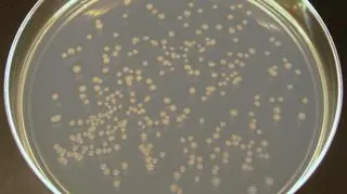 Bakterie coli są niebezpieczne dla zdrowia