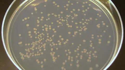 Bakterie coli pod Koszalinem