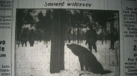 "Śmierć wilczycy" i wilk-koniarz "zagrażający bezpieczeństwu publicznemu"
