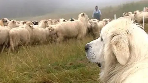 Obrońcy owiec wracają w Tatry