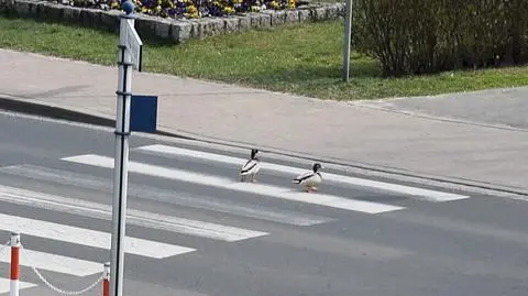 Kaczki na pasach. Zamiast trzymać się rzeczki robiły piesze wycieczki
