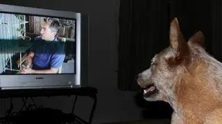 Pies też może oglądać telewizję