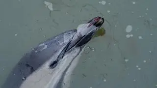 Delfin znalazł się w jednym z nowojorskich kanałów 