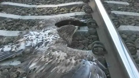 Bielik z raną postrzałową czuje się coraz lepiej. Zaczyna być agresywny