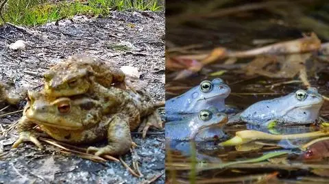 Rozpoczęły się gody płazów