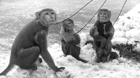 Małpy na śniegu w Ogrodzie Zoologicznym w Warszawie, 1939 r.