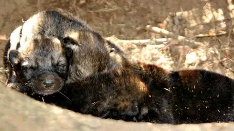 Kilkudniowe wilczki odnalezione przy drodze