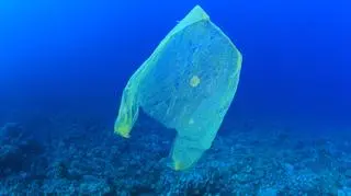 Plastikowa torba siedliskiem mikroorganizmów