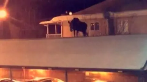 Łoś wszedł na dach