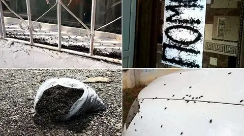 Mieszkańcy skarżą się na plagę much