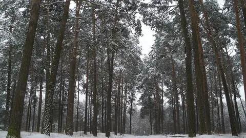 Las w śniegowym puchu.
Puszcza Bydgoska
17.01/2014