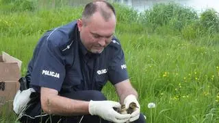 Policjanci uratowali kaczkę z młodymi 