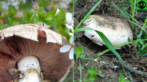 Pierwsza tej wiosny i jakże dorodna. Dzika pieczarka
