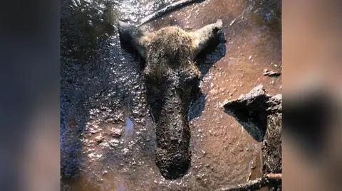 Łoś ugrzązł w bagnie. Na pomoc ruszyli strażacy