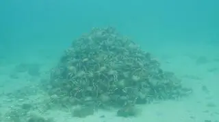 Piramida skorupiaków w wodach zatoki Port Phillip