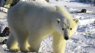 Niedźwiedzie polarne na swoim terytorium są niebezpieczne