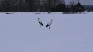 Para bocianów na śnieżnym dywanie (Kontakt Meteo/~deksik)