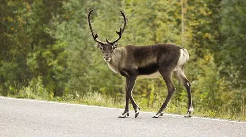 Renifery w Norwegii uciekają przed upałem. Blokują autostradę