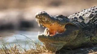 Krokodyle, które "przeszły" na wegetarianizm mają lepszą skórę